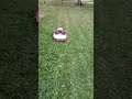 kress kr174e robot mower cutting through long grass. shorts kress roboticmower amfservices