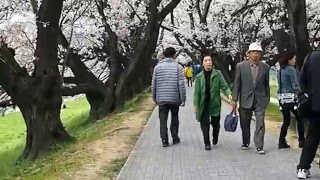 京都・八幡市　背割り堤桜祭り2016