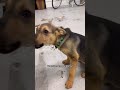 moment rescue puppy realizes he’s going to a new home