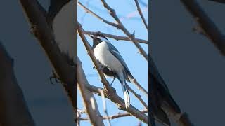 鳥の鳴き声　シジュウカラ