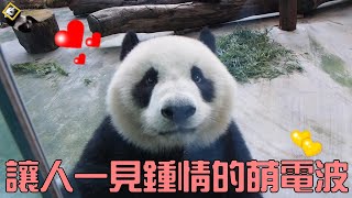 20210412 圓仔的小粉舌對紅蘿蔔的好滋味，回味無窮 The Giant Panda Yuan Zai