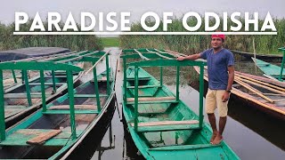 Mangalajodi Bird Sanctuary |Bird Paradise of Odisha |Boat trip in Chilika wetland |Hindi Vlogs#3