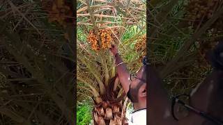 ఈత పల్లు || Eetha Pallu / Eetha Kayalu / Indian Palm Dates #shorts