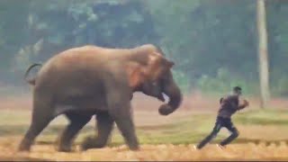 Nigerian Park Ranger NEARLY DIES in Shocking Elephant Attack!