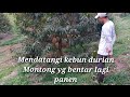 Mendatangi Kebun Durian yg Bentar Lagi Panen.(@PemudaPekerja #durian