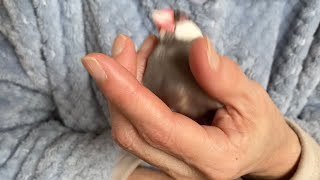 自分を握っているのが飼い主の手ではない事に気がついた文鳥　java sparrow