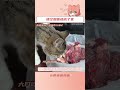 野人师父遇到了捣蛋悟空，此后小猫成了他西行路上最甜蜜的紧箍咒... 赵朔西行漫记 悟空 赵朔 治愈 shorts