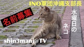 【名前募集】【水曜日のネコ】名付け親になってください！