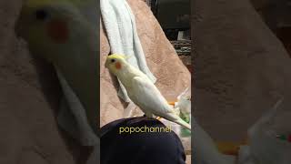 意気揚々とミッキーマウスマーチを歌うオカメインコ