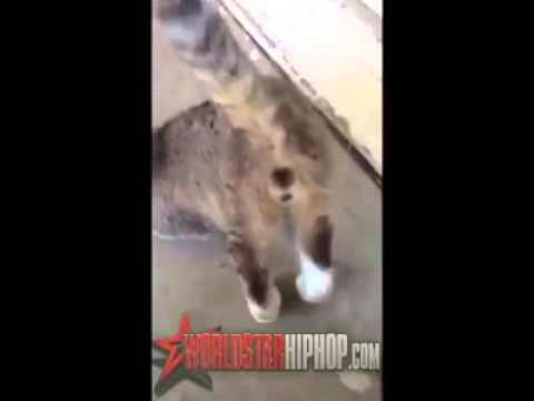 Cat Twerking Youtube
