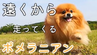 遠くからでも飼い主の方に走ってくるポメラニアン茶々丸【茶々丸の冒険　第１２回】