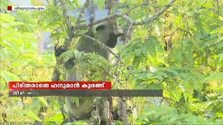 പിടിതരാതെ ഹനുമാൻ കുരങ്ങ്; പത്താം ദിവസവും അധികൃതരെ ചുറ്റിച്ച് കുരങ്ങ്