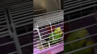 ③セキセイインコのチコちゃんの様子