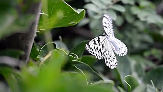 Idea Leuconoe - Rice Paper Kite Butterfly