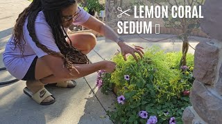 Planting more Proven Winners Supertunia Bordeaux  ✂️Lemon Coral Sedum 🍃💚  Farrah's Garden Diary