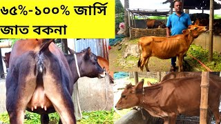 জার্সি বকনা বাছুরের কালেকশন।৬৫% - ১০০% জার্সি জাত।Jersey Heifer Collection.Munim Sojib.HM Khamar