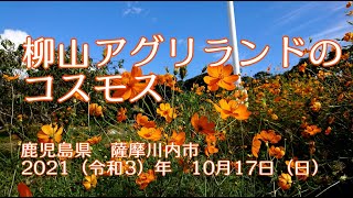 柳山アグリランドのコスモス　鹿児島県　薩摩川内市　2021（令和3）年　10月17日（日）