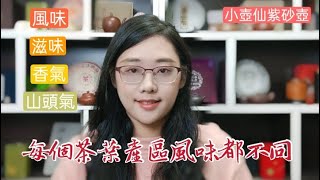 每個茶葉產區風味都不同｜小壺仙紫砂壺