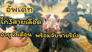 ไก่ 3สาย 2เดือน พร้อมขายหรือยัง