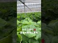 【大分観光】あっきらきら農園いちご狩り🍓