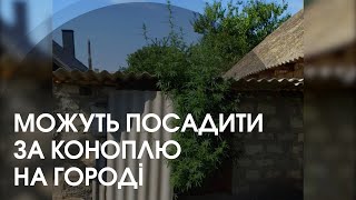 У дворі волинянина знайшли величезні стебла коноплі