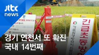 경기 연천서 14번째 돼지열병 확진…\