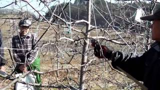 130108果樹研究会～1335高密植新わい化栽培整枝剪定交流会