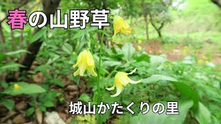 【番外編】春の山野草を見に城山かたくりの里に行ってきました。【山さんぽ】