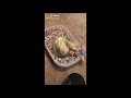 🤣 funny ferrets compilation funny ferrets tiktok funny ferrets videos ferrets funny moments😂