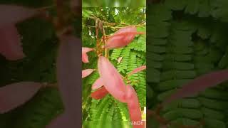 பெருங்கொன்றை மரம் ( மஞ்சள் சுடர் மரம் ) Peltophorum pterbcorpum ( Yellow Flame Tree ) 🤩😍💕 #plants