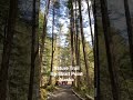 Easy Nature Trail in Icy Strait Alaska