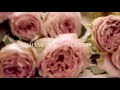 aerin fragrance rose de grasse