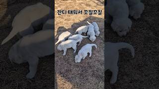 꼬질꼬질해도 먹는건 못참지 #cute #강아지 #리트리버 #puppy