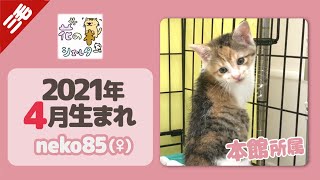 【保護猫】三毛猫の保護子猫をご紹介☆2021年4月生まれの女の子☆花の木シェルター「本館」所属