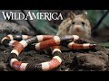 Wild America | S7 E1 Designs for Defense | Full Episode HD