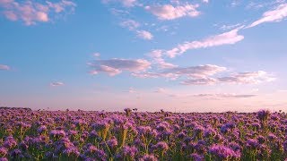 PHACELIA FLOWERS FIELD Relaxation Video - THANK YOU-video to ALL our subscribers! - FREE DOWNLOAD