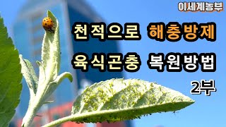 해충 방제 : 천적 농법 2부 [진딧물과 개미, 무당벌레, 육식 곤충 \u0026 사과나무]