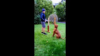 DIY homemade dog agility hoop jump for my Vizsla