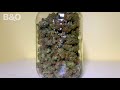 amazing grow time lapse seed to flower 2021