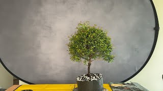 Brush Cherry Bonsai Demo + Auction