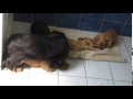 Cocker Puppies Playing in Bathroom (short)