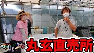 丸玄メダカ直売所‼️片平社長お久しぶりです！ユリシス.令和三色.三色ラメ松井鰭長.乙姫リアルロングフィン.魔王.琥珀鰭長.安らぎAQUAちゃんねる