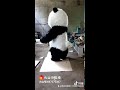 cute panda costume