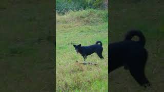 SR Animal Amazing Dog Life 080322 #shorts #USA 58