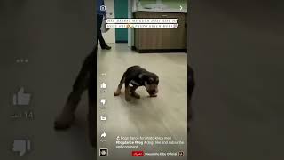 What is this dog doing hahha ايش الكلب قهد يسوي ههههه