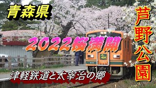 【青森県の桜】【芦野公園】【津軽鉄道】桜が咲きました　太宰治の生地で静かな桜と津軽鉄道のコラボに満足【青森県五所川原市】2022 04 25