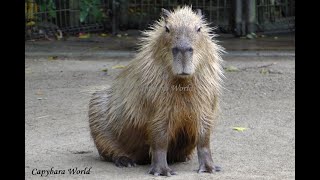 The Haunting Cry of a Capybara Whose Loved One Has Disappeared群れが取り乱す ドーナツが消える長崎バイオパークはカピバラには適さない