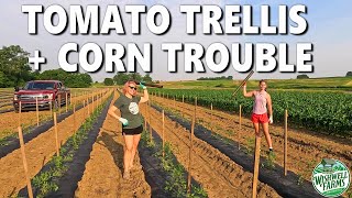 Watermelon Pollinators + Tomato Trellising…and a Costly Corn Mistake!