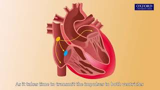 Animation E1, 3.1 Initiation of heart beat