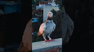 Hum | Dubaz kabootar | Pigeon #shorts